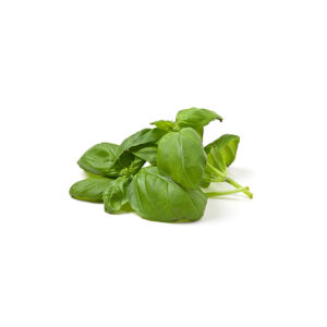 Sweet Basil