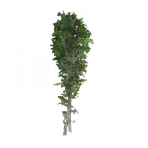 Red Kale