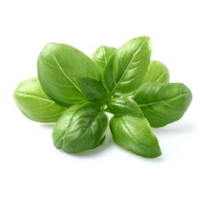 Holy Basil
